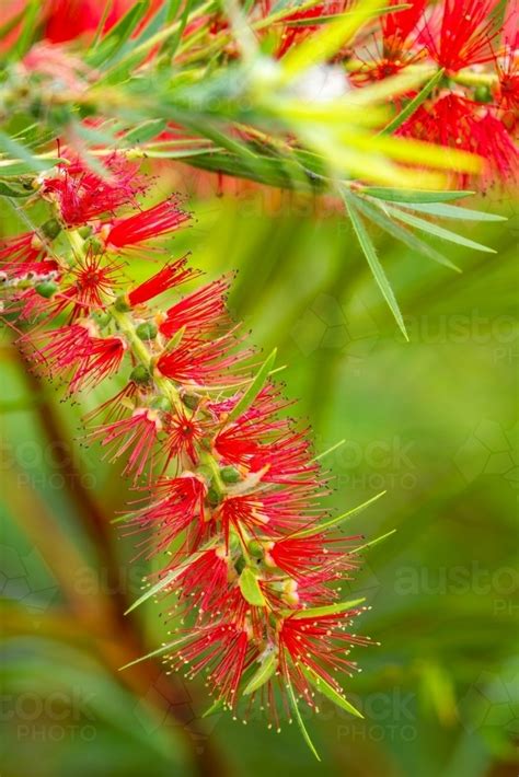 Image Of Native Red Bottlebrush Flowers Close Up Austockphoto