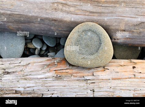 Hollowed-out stone on driftwood, Ruby Beach, Olympic Peninsula ...