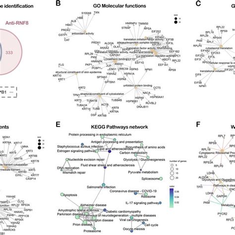 Identification And Functional Analysis Of Rnf Interacting Proteins A