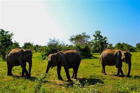 Premium Photo Group Of Elephants Standing In A Field