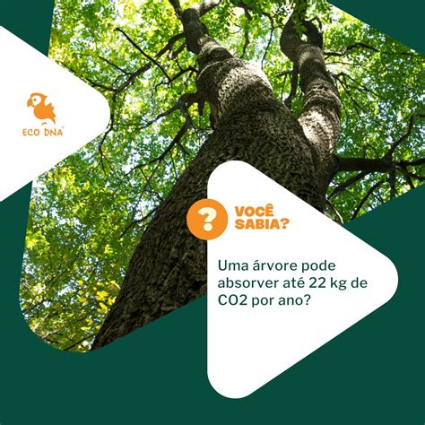 🌍 Curiosidades sobre o Meio Ambiente 🌍 | ECO DNA