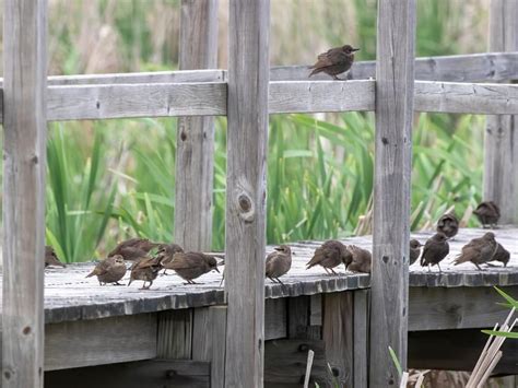 Red-winged Blackbird Nesting (All You Need To Know) | Birdfact