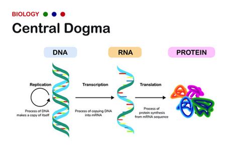 Mrna Transcription Diagram