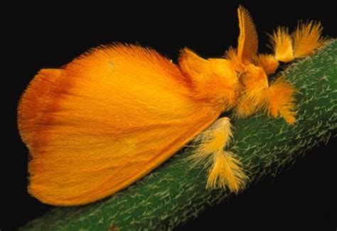 17 Gorgeous Photos Of Unique Moths