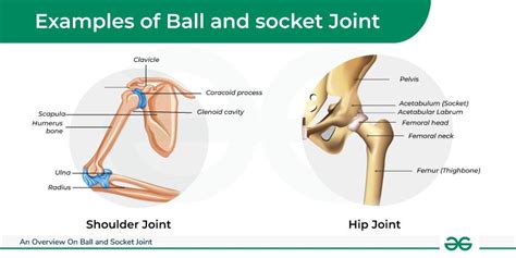 Overview On Ball and Socket Joint - Functions and Examples - GeeksforGeeks