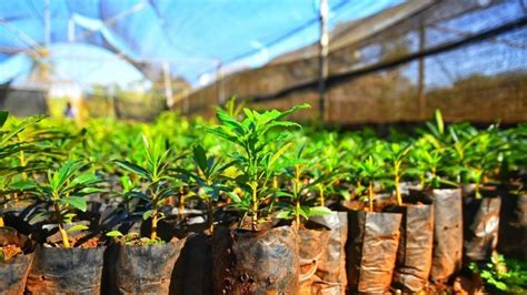 Secretos Para Aumentar La Producci N En Un Vivero Forestal De Forma