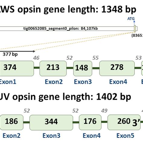 Long Wavelength Sensitive LWS And Ultraviolet Sensitive UVS Opsin