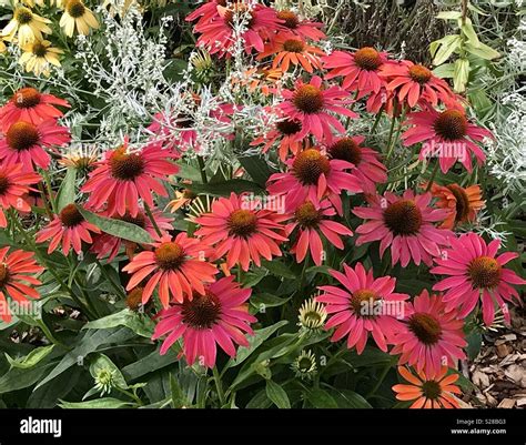 Echinacea Cheyenne Spirit Stock Photo Alamy