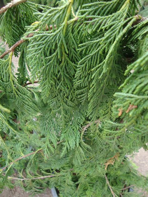 Photo Of The Leaves Of Weeping Alaska Cedar Xanthocyparis Nootkatensis