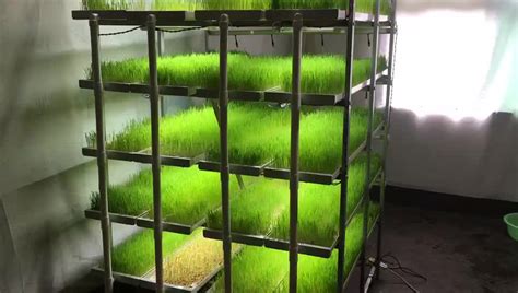 Microgreen Tray Food Grade Pvc Vertical Hydroponic System For Seeds