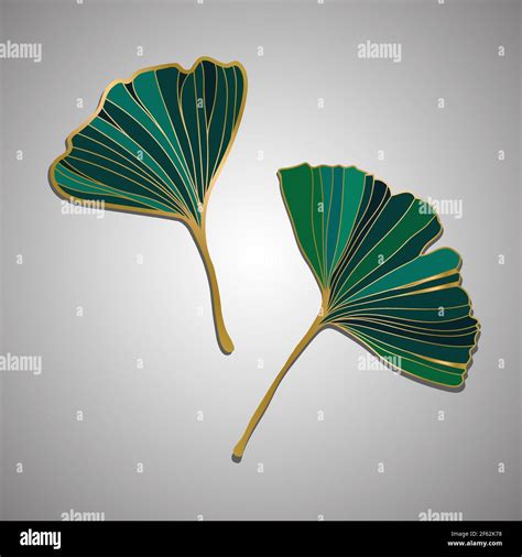 Vector Illustration Of Ginkgo Biloba Leaf Ink Line Art Design Isolated