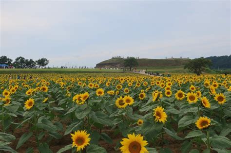 연천 호로고루 해바라기 9월 경기도 여행지로 가볼만한곳 네이버 블로그