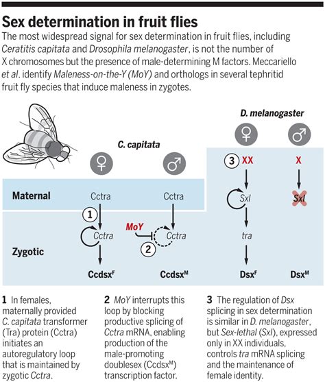 A Factor To Control Medfly Sex Science