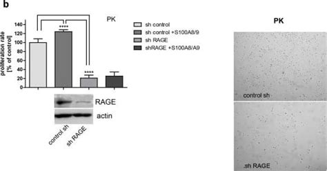 Anti Rage Antibody Af R D Systems