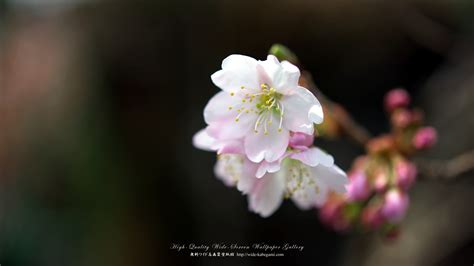 ワイド壁紙【1920x1080 169 】－野草・庭・公園の花：寒桜 7｜無料ワイド高画質壁紙館