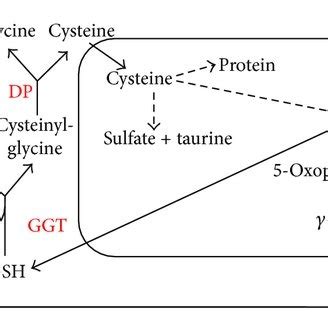 γ Glutamyl cycle In the γ glutamyl cycle GSH is released from the