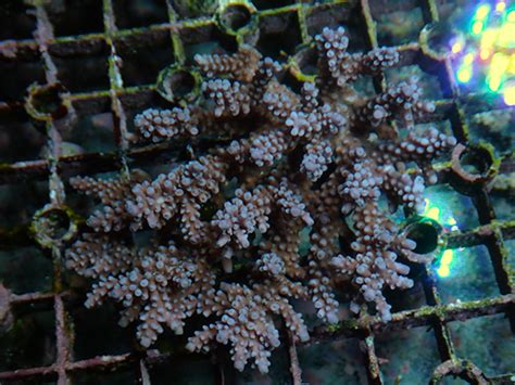 Aussie Acropora Donei Fireworks No