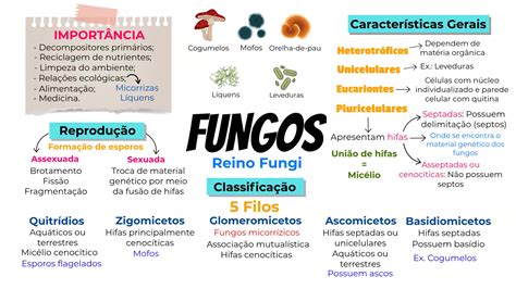 Tudo Sobre Os Fungos - 8