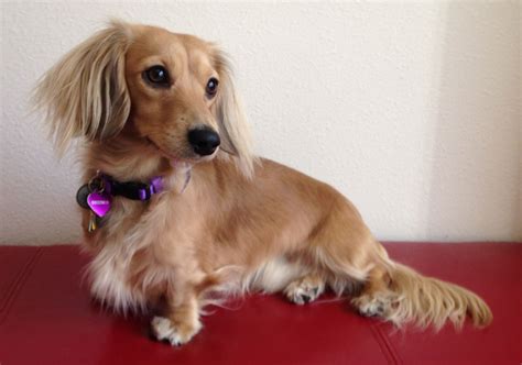 Beau Longhaired Shaded Cream Miniature Dachshund Miniature