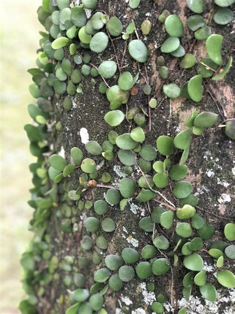 Pyrrosia Piloselloides A K A Sisik Naga Or Dragon Scale Fern Stock