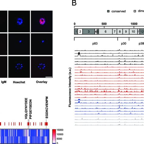 Igm Epitope Mapping A Representative Indirect Immuno Fluorescence