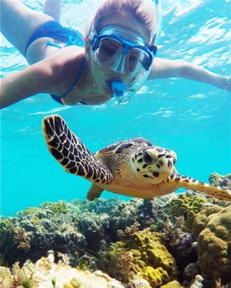 Swimming With Turtles In The Bahamasturtleviewexuma