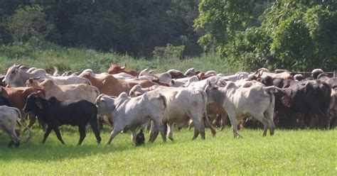 G1 Polícia Recupera 72 Cabeças De Gado Roubadas De Fazenda Em Guará