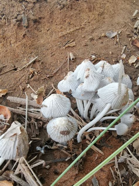 Mushroom identification - Identifying Mushrooms - Wild Mushroom Hunting