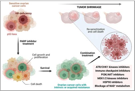 Combination Treatment Options For Ovarian Cancer Resistant To Parpi