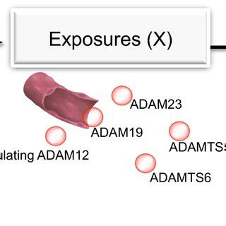 Schematic of the Mendelian randomization study investigating causal ... 