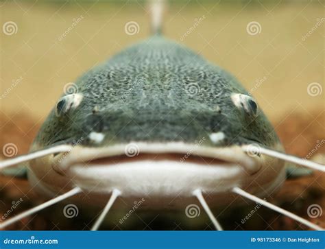 Large Catfish stock photo. Image of catfish, whisker - 98173346