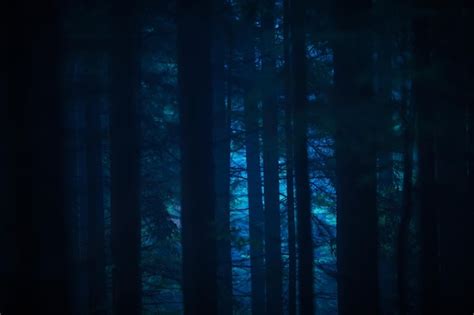 Premium Photo | Dark forest at night