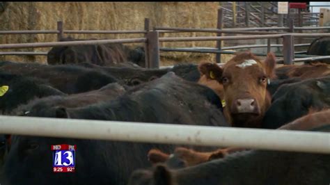 Federal Judge Strikes Down Utahs ‘ag Gag Law