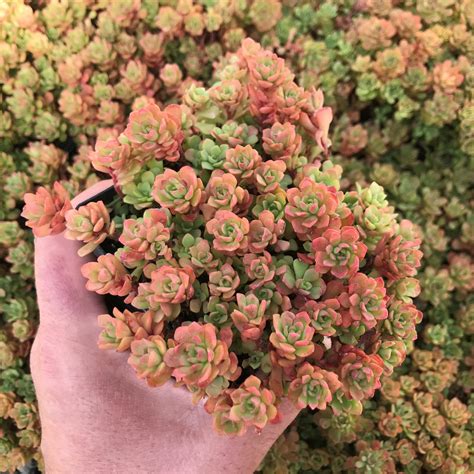 Sedums And Succulents