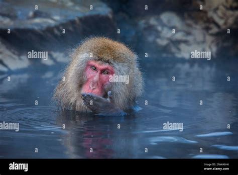 Monkey In A Natural Onsen Hot Spring Located In Jigokudani Monkey Park Nagono Prefecture