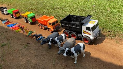 Truk Oleng Angkut Sapi Kerbau Kambing Kuda Domba Kucing Bunglon T Rex