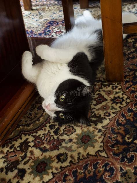 A Beautiful Black And White Cat With Fantastic Eyes Lies On Its Back