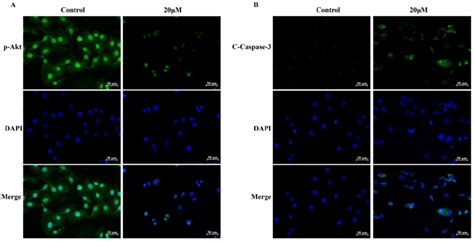 Immunofluorescence Analysis For P Akt Ser And Cleaved Caspase