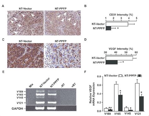 Cd31 And Vegf Expression Is Significantly Reduced In Ppfp Xenograft Download Scientific Diagram