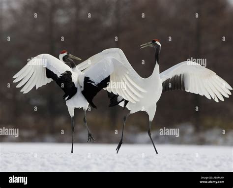 Japanese Red Crowned Cranes Dancing Stock Photo Alamy