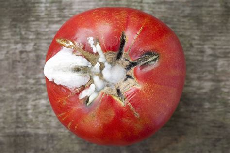 Common Tomato Plant Diseases