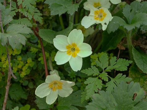 Primrose (Primula vulgaris) | A Woodland Wildflower