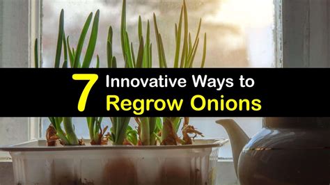 Regrowing Onions Clever Ways To Grow An Onion From Scraps