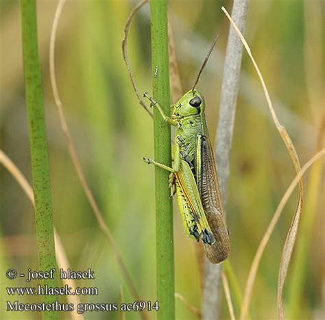 Mecostethus grossus Large Marsh Grasshopper Sumpfschrecke Sumpgræshoppe