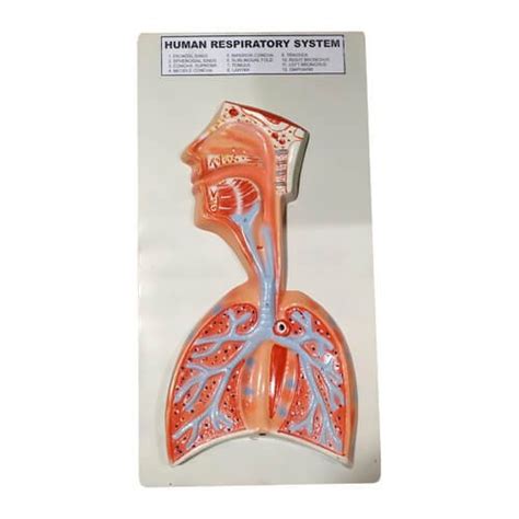 Model Of Human Respiratory System On Board Price In Bd