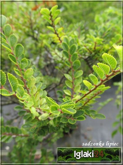 Ulmus parvifolia Geisha Wiąz drobnolistny Geisha PA FOTO Internetowy