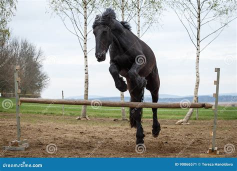 Jumping Friesian Horse Stock Photography | CartoonDealer.com #90866360