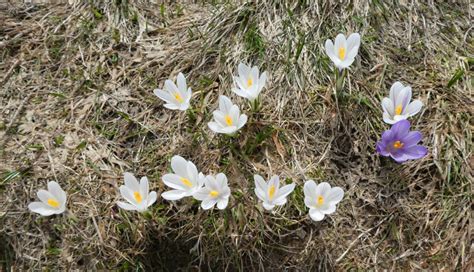 Weitere Krokusse Fotos Hikr Org