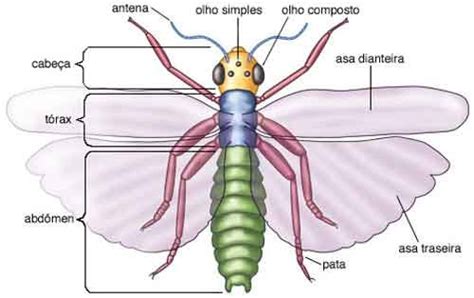 O Que E Um Inseto - O que é Entomologia: Forense, geral - Estudo dos insetos - Aprenda Bio