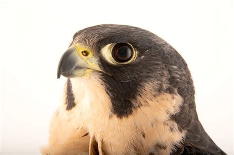 South African Peregrine Falcon Falco Peregrinus Minor Joel Sartore